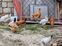 Chickens — photo 4
