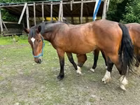 Égua, Međimurje horse — foto 3