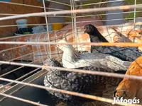 Japonský bantam — foto 1