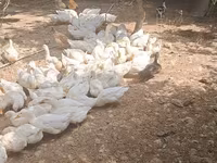 German Pekin — photo 8