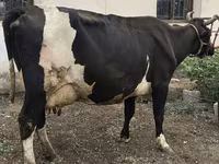 Kuh, Russian Black pied cattle — Foto 8