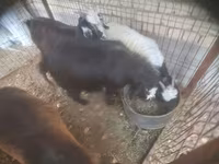 Cabra, Cabras — foto 1