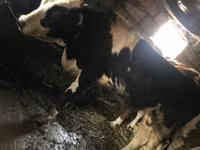 Bulle, Russian Black pied cattle — Foto 3