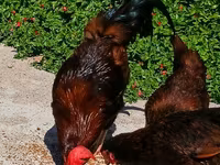 Chickens — Foto 1
