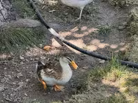 Ducks — الصورة 4