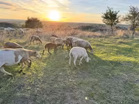 Widder, Katum sheep — Foto 1