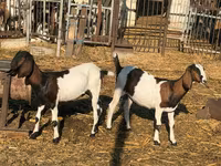 Cabra, Nubian Goat — foto 2