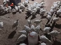 Turkeys — photo 3