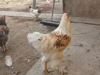 براهما — الصورة 1