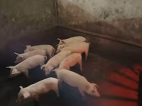 Säue, Schweine — Foto 3