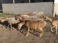 Ram, Hissar sheep — photo 6