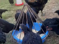 Chickens — foto 5