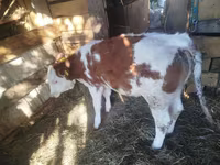 İribuynuzlu mal-qara (partiya, cinsi göstərilməyib), Simmental cattle — foto 2