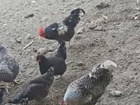 Chickens — foto 2