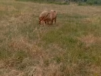 Sheep, Kazakh meat-wool sheep — photo 2