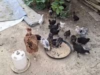 Chickens — photo 3