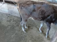Kuh, Russian Black pied cattle — Foto 5