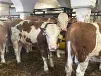 Bull, Simmental cattle — photo 3