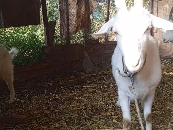 母山羊, Saanen goat
