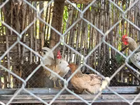 Chickens — फ़ोटो 3