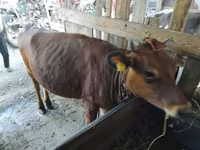 Cow, Cattle — photo 2