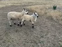 نعجة, Cerry Hill sheep — الصورة 1