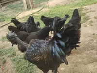 Chickens — photo 5