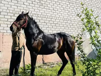 At, Swedish warmblood horse — foto 3