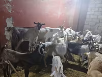 Goat, Goats — photo 4