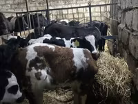 İribuynuzlu mal-qara (partiya, cinsi göstərilməyib), Simmental cattle — foto 2