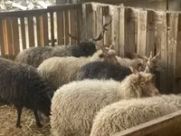 公羊, Racka sheep — 照片 4