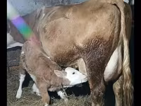 Buğa, Simmental cattle — foto 2