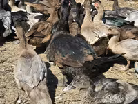 Ducks — Foto 4