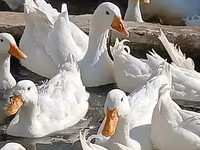Ducks — foto 7
