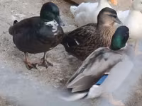 Ducks — फ़ोटो 4