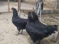 Australorp — photo 3