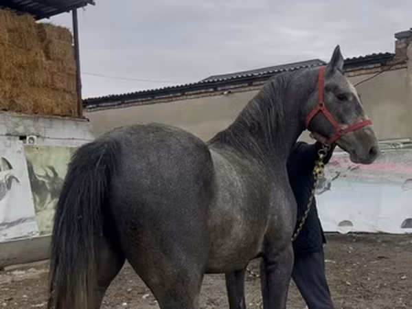 Koń, Orlov Trotter