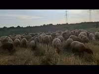 Sheep, Sheep — photo 8