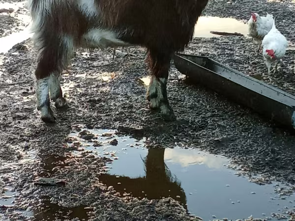 Kozioł, Alpine goat