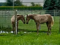 Stute, Black Sea breed — Foto 4