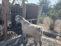 Billy Goat, Damask goat — photo 3