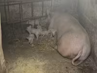 Prasnice, Крупная белая — foto 1