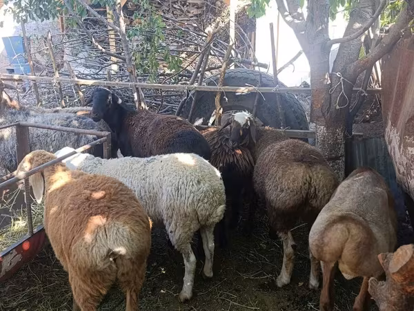 Ovce, Rhon sheep