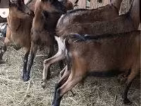 Schaf, Alpines Steinschaf sheep — Foto 1