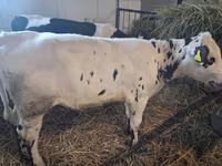 Kuh, Russian Black pied cattle — Foto 6
