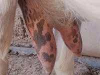 बकरी, Saanen goat — फ़ोटो 5