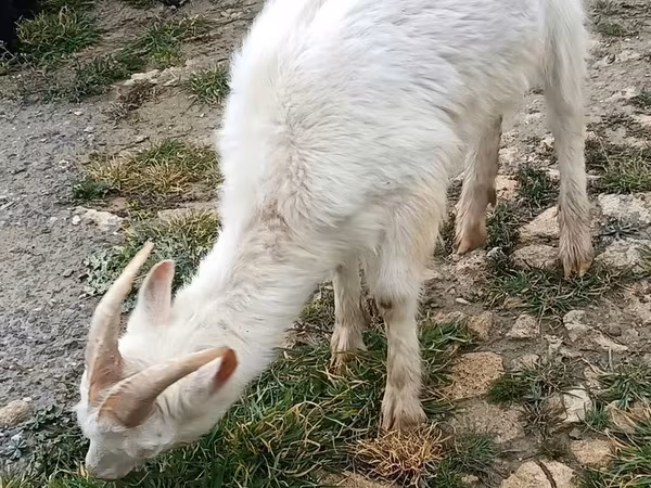 Keçilər (partiya, cinsi göstərilməyib), Saanen goat