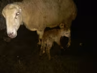 Sheep, Sheep — photo 2