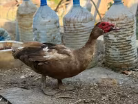 Domestic Muscovy — photo 5