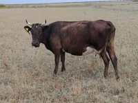 İnək, Ukrainian grey cattle — foto 3